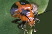 Leaf Beetle (Oides dorsosignata) (Oides dorsosignata)